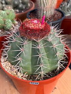 Melocactus Matanzanus Large Live Cactus – Specimen #715