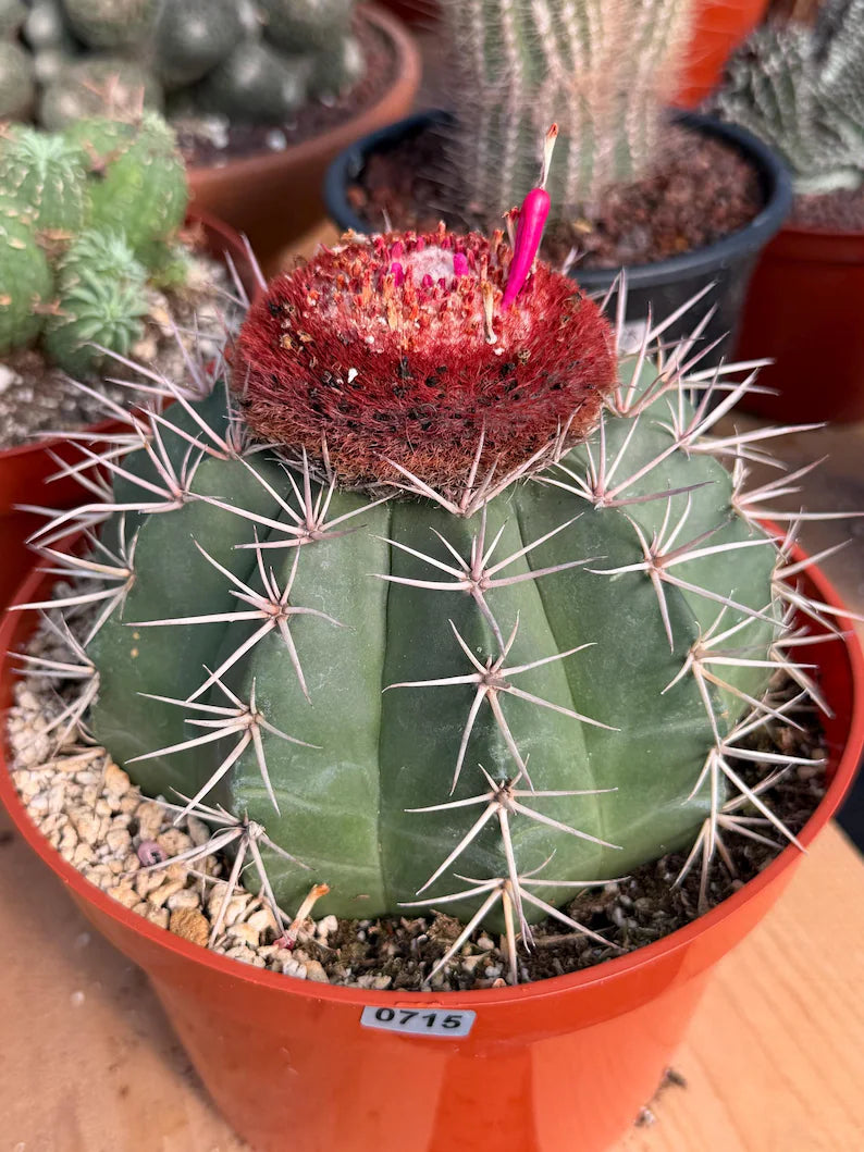 Melocactus Matanzanus Large Live Cactus – Specimen #715
