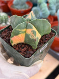 Rare Variegated Astrophytum Myriostigma Nudum - Exotic Collector Succulent #9660