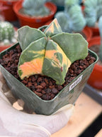 Rare Variegated Astrophytum Myriostigma Nudum - Exotic Collector Succulent #9660