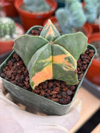 Rare Variegated Astrophytum Myriostigma Nudum - Exotic Collector Succulent #9660
