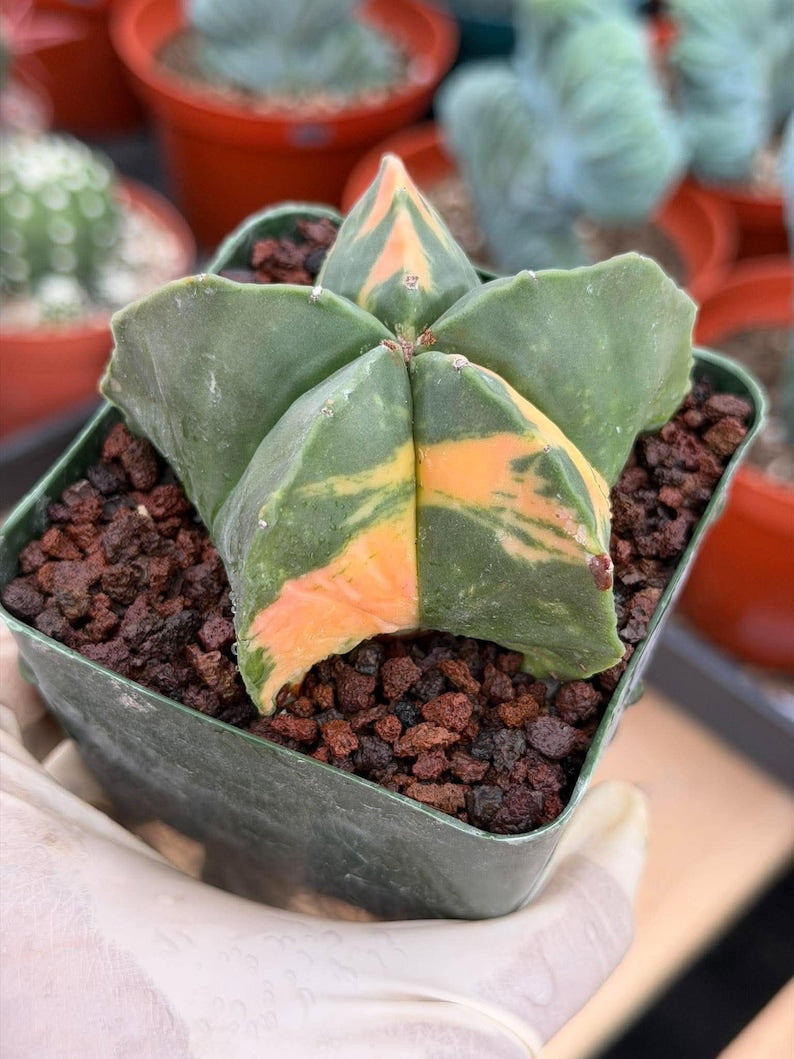 Rare Variegated Astrophytum Myriostigma Nudum - Exotic Collector Succulent #9660