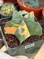 Rare Variegated Astrophytum Myriostigma Nudum - Exotic Collector Succulent #9660