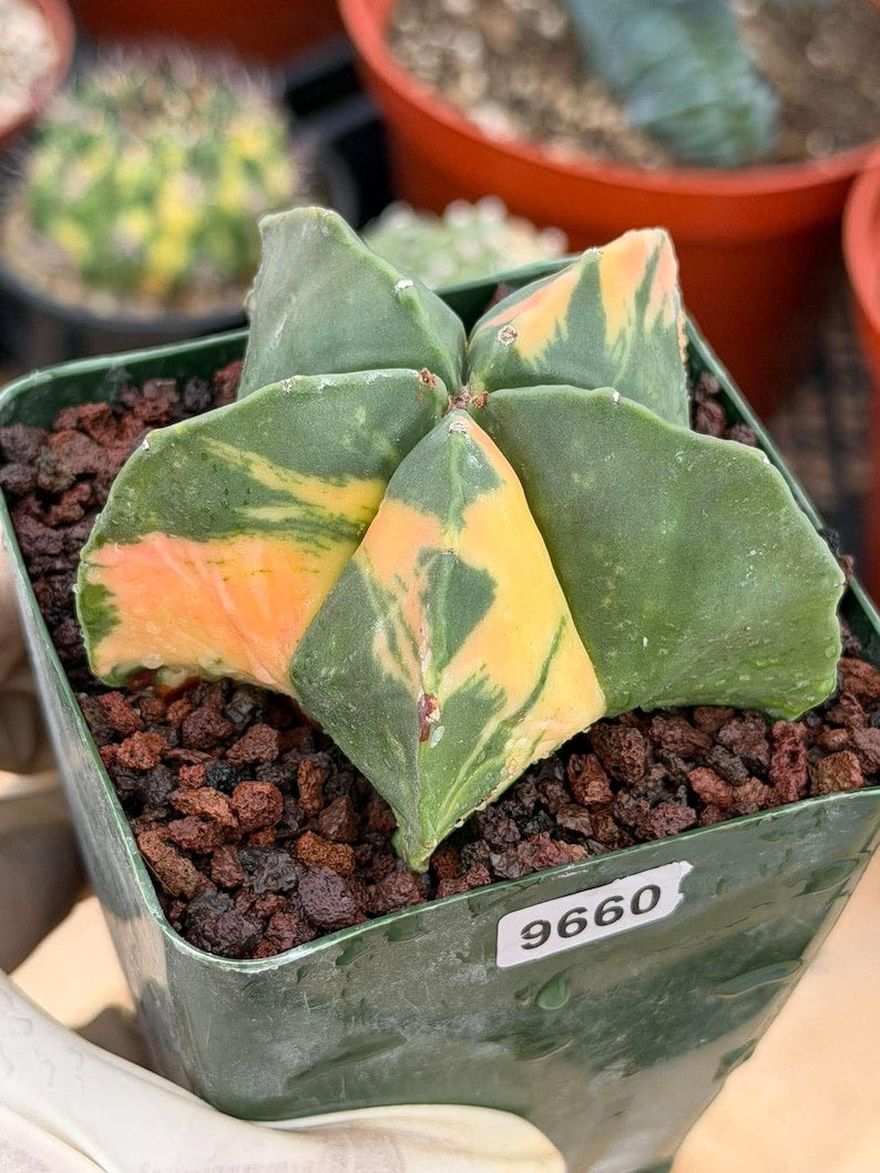 Rare Variegated Astrophytum Myriostigma Nudum - Exotic Collector Succulent #9660