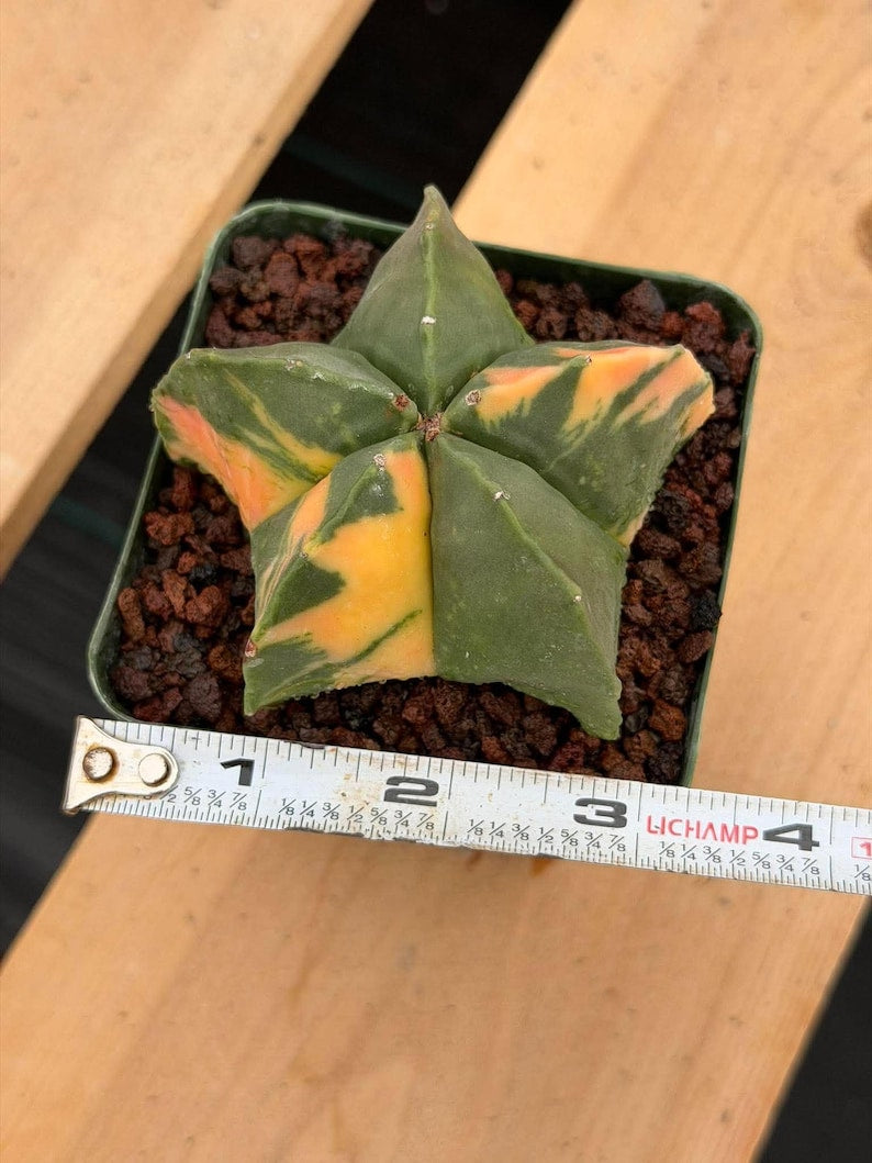 Rare Variegated Astrophytum Myriostigma Nudum - Exotic Collector Succulent #9660