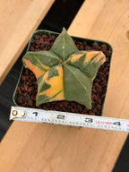 Rare Variegated Astrophytum Myriostigma Nudum - Exotic Collector Succulent #9660