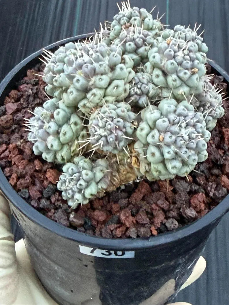 Mammillaria schumannii Cluster Cactus | Seed Grown #730