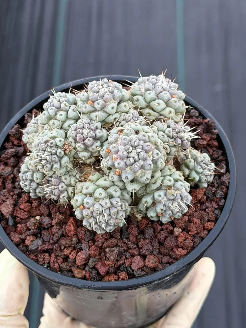 Mammillaria schumannii Cluster Cactus | Seed Grown #730