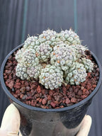 Mammillaria schumannii Cluster Cactus | Seed Grown #730