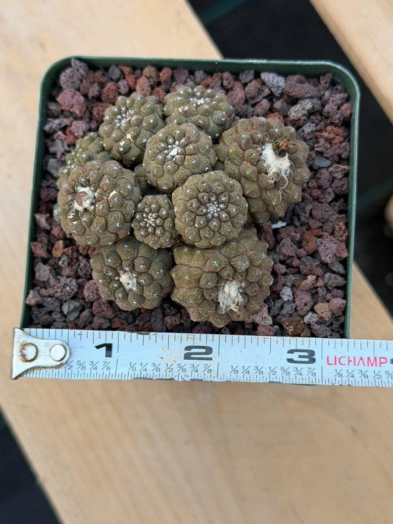 Copiapoa Hypogea Cluster | Live Multi Head Chocolate Button Cactus , Collector Succulent #930
