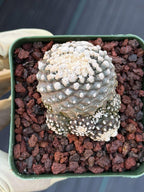 Copiapoa Copiapoa tenuissimma f. monstrose Rare Collector Cactus - Live Cactus #1048