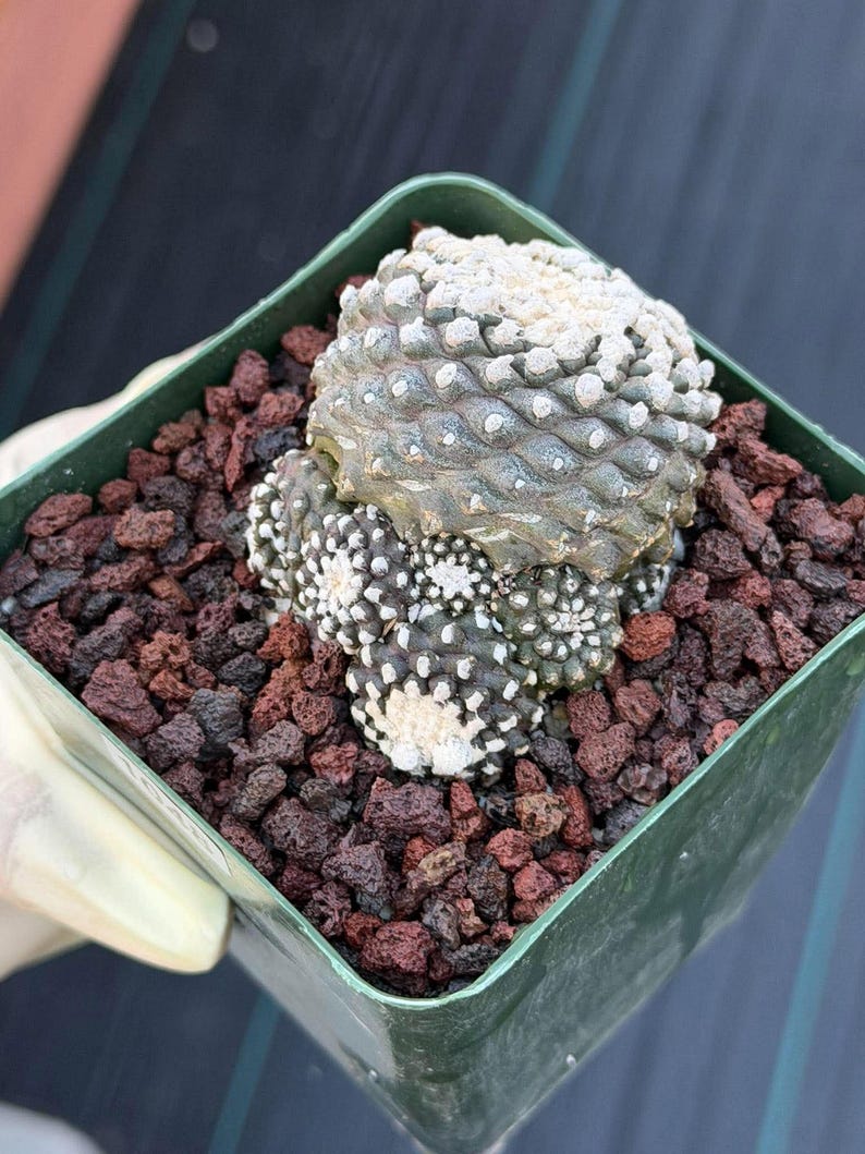Copiapoa Copiapoa tenuissimma f. monstrose Rare Collector Cactus - Live Cactus #1048