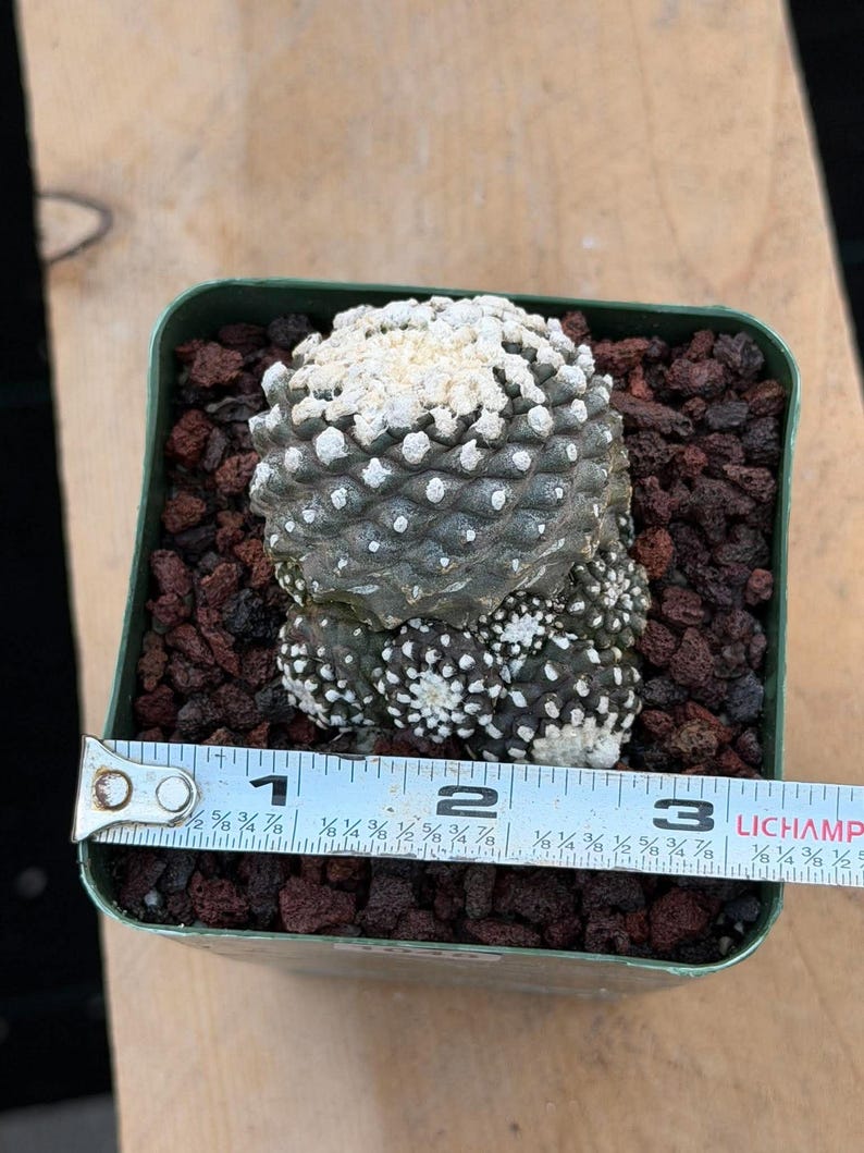 Copiapoa Copiapoa tenuissimma f. monstrose Rare Collector Cactus - Live Cactus #1048