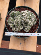 Rare Crested Domino Cactus – 4” Collector Succulent Plant #215