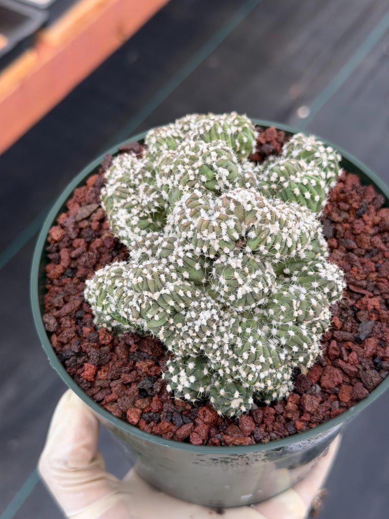 Rare Crested Domino Cactus – 4” Collector Succulent Plant #215
