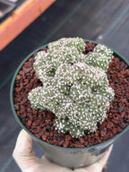 Rare Crested Domino Cactus – 4” Collector Succulent Plant #215
