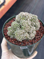 Rare Crested Domino Cactus – 4” Collector Succulent Plant #215