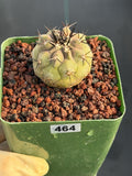 Copiapoa Cinerea Seed Grown Rare Collector Cactus #464 Desert Cactus Plant