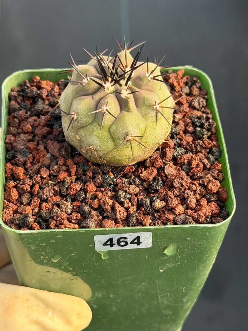 Copiapoa Cinerea Seed Grown Rare Collector Cactus #464 Desert Cactus Plant