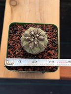 Copiapoa Cinerea Seed Grown Rare Collector Cactus #464 Desert Cactus Plant