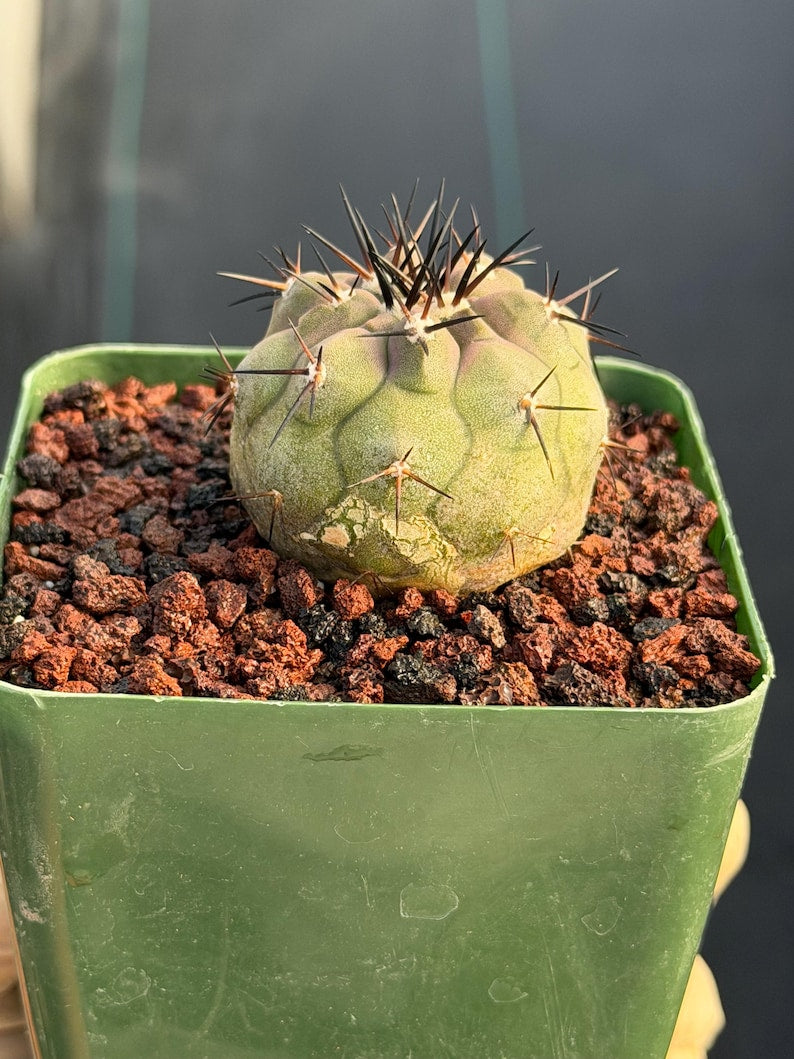 Copiapoa Cinerea Seed Grown Rare Collector Cactus #464 Desert Cactus Plant