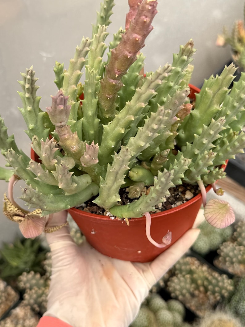 Stapelia Orbea Large Plant | Live Plant | Rare Live Succulent | Hanging Basket Plant