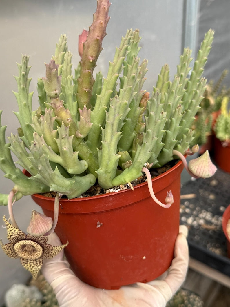 Stapelia Orbea Large Plant | Live Plant | Rare Live Succulent | Hanging Basket Plant