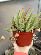 Stapelia Orbea Large Plant | Live Plant | Rare Live Succulent | Hanging Basket Plant