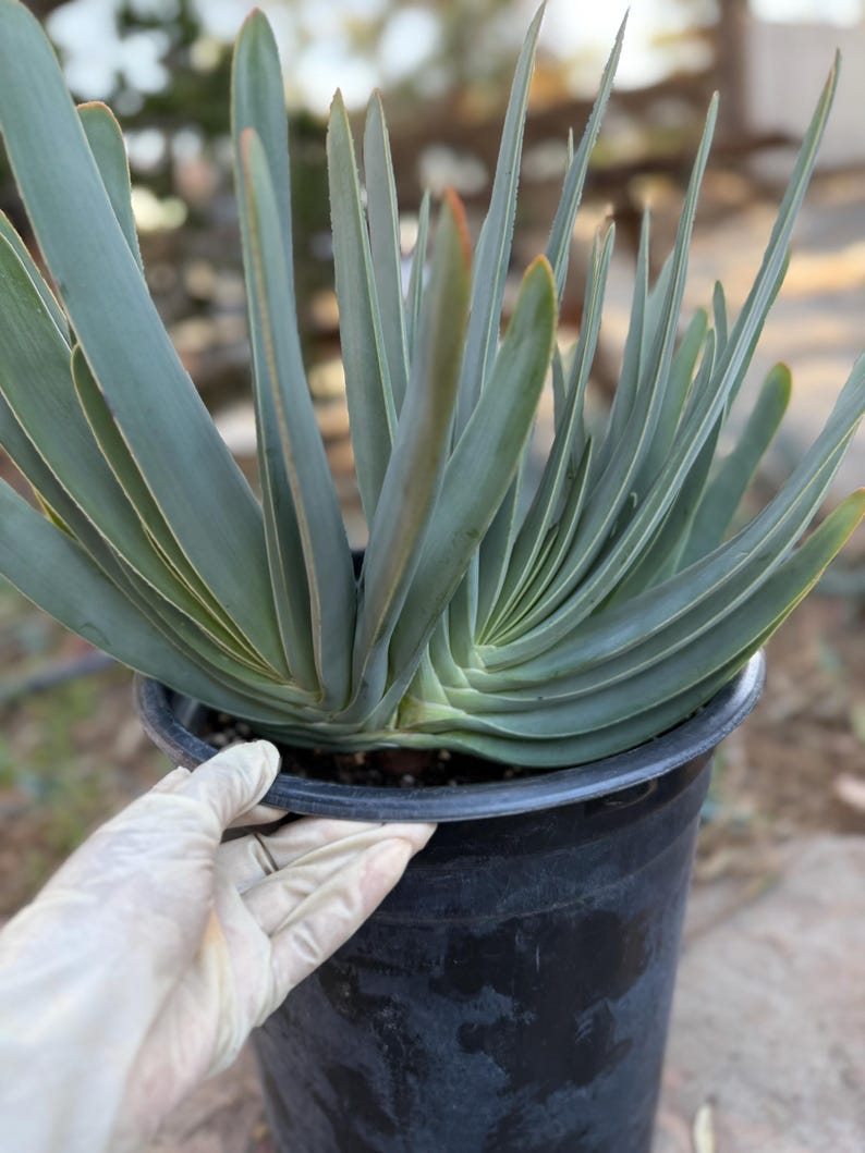 Tree Fan Aloe | Aloe Plicatilis Large Succulent Plant | Tree Plant #1046