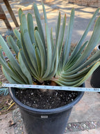 Tree Fan Aloe | Aloe Plicatilis Large Succulent Plant | Tree Plant #1046