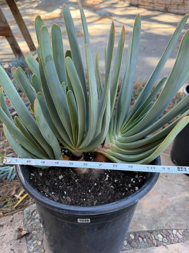 Tree Fan Aloe | Aloe Plicatilis Large Succulent Plant | Tree Plant #1046