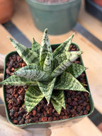 Sansevieria Zebra Variegated Hybrid | Dwarf Snake Plant