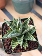 Sansevieria Zebra Variegated Hybrid | Dwarf Snake Plant