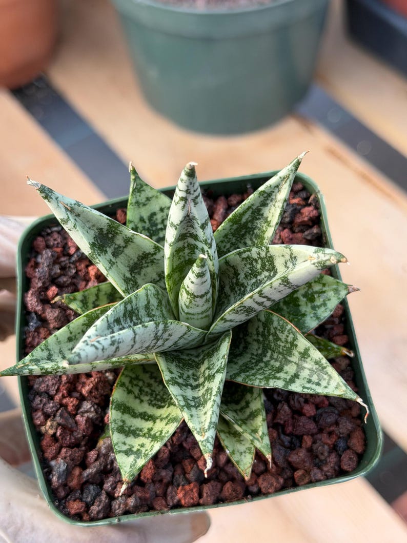 Sansevieria Zebra Variegated Hybrid | Dwarf Snake Plant