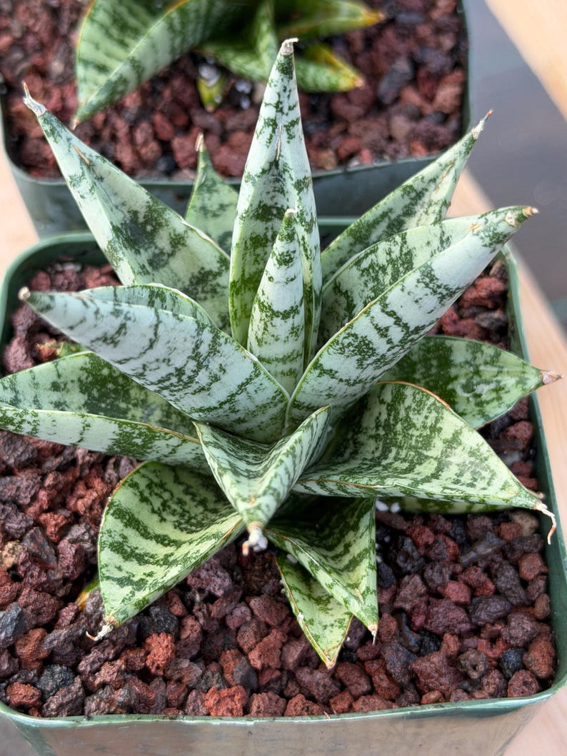 Sansevieria Zebra Variegated Hybrid | Dwarf Snake Plant