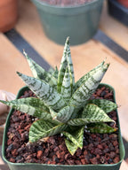 Sansevieria Zebra Variegated Hybrid | Dwarf Snake Plant