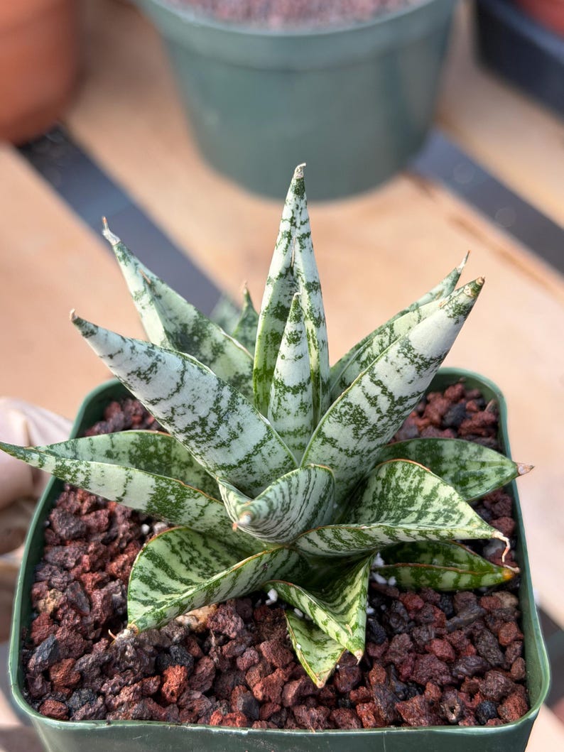Sansevieria Zebra Variegated Hybrid | Dwarf Snake Plant