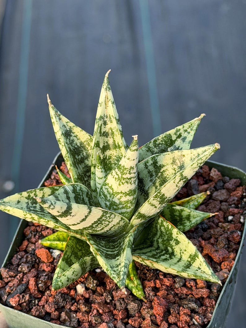 Sansevieria Zebra Variegated Hybrid | Dwarf Snake Plant