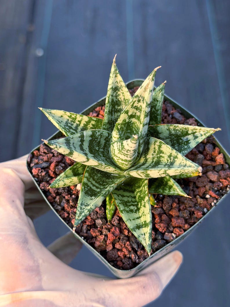 Sansevieria Zebra Variegated Hybrid | Dwarf Snake Plant