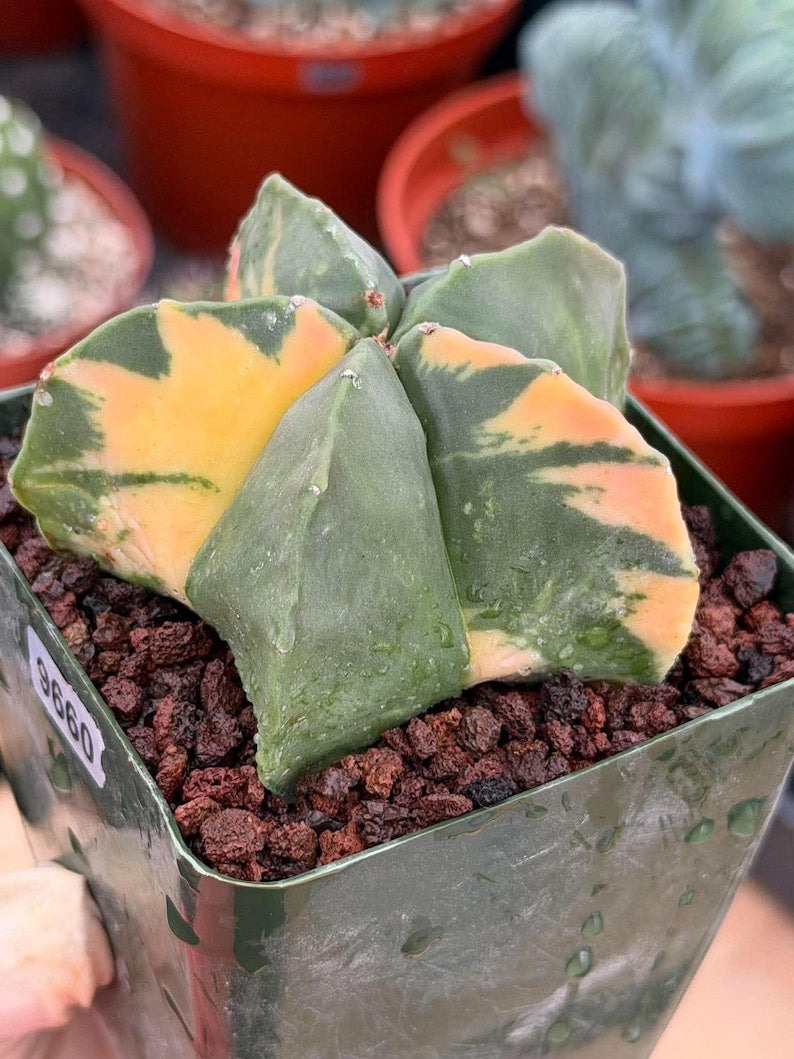 Rare Variegated Astrophytum Myriostigma Nudum - Exotic Collector Succulent #9660