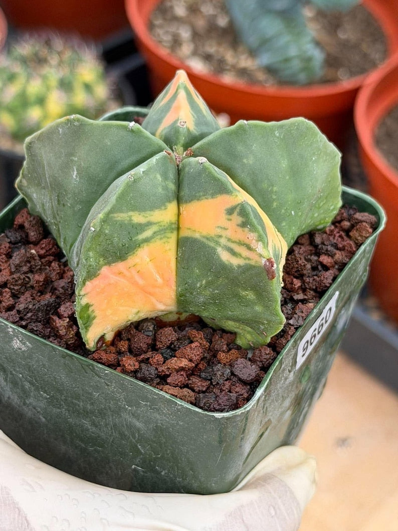 Rare Variegated Astrophytum Myriostigma Nudum - Exotic Collector Succulent #9660