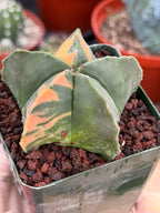 Rare Variegated Astrophytum Myriostigma Nudum - Exotic Collector Succulent #9660