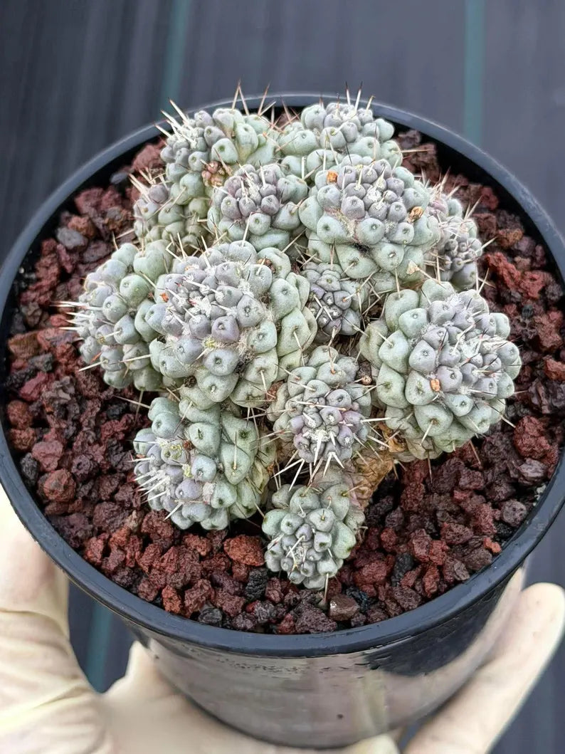 Mammillaria schumannii Cluster Cactus | Seed Grown #730