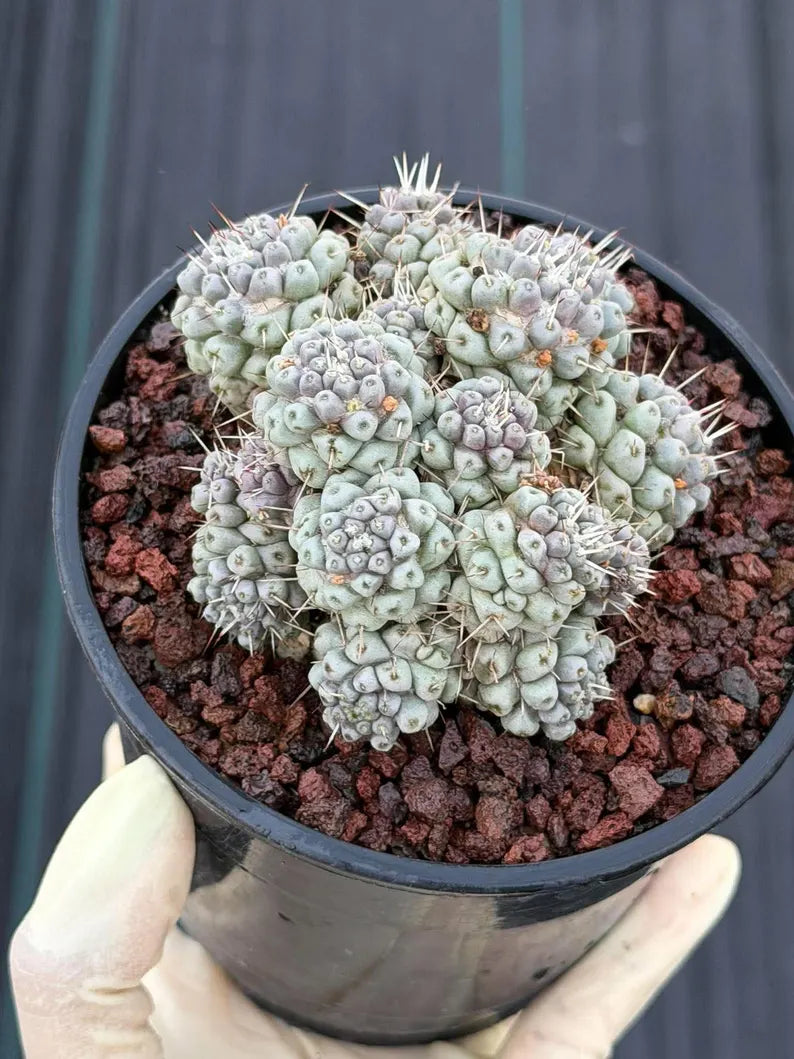 Mammillaria schumannii Cluster Cactus | Seed Grown #730