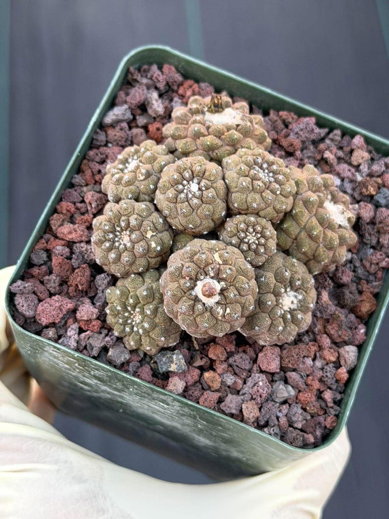 Copiapoa Hypogea Cluster | Live Multi Head Chocolate Button Cactus , Collector Succulent #930