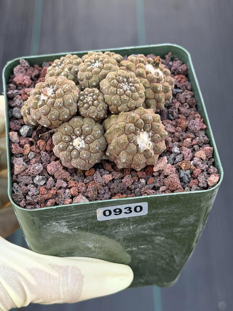 Copiapoa Hypogea Cluster | Live Multi Head Chocolate Button Cactus , Collector Succulent #930