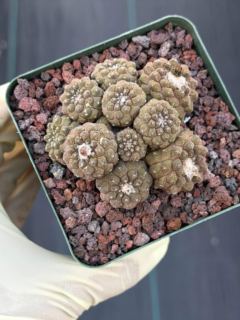 Copiapoa Hypogea Cluster | Live Multi Head Chocolate Button Cactus , Collector Succulent #930