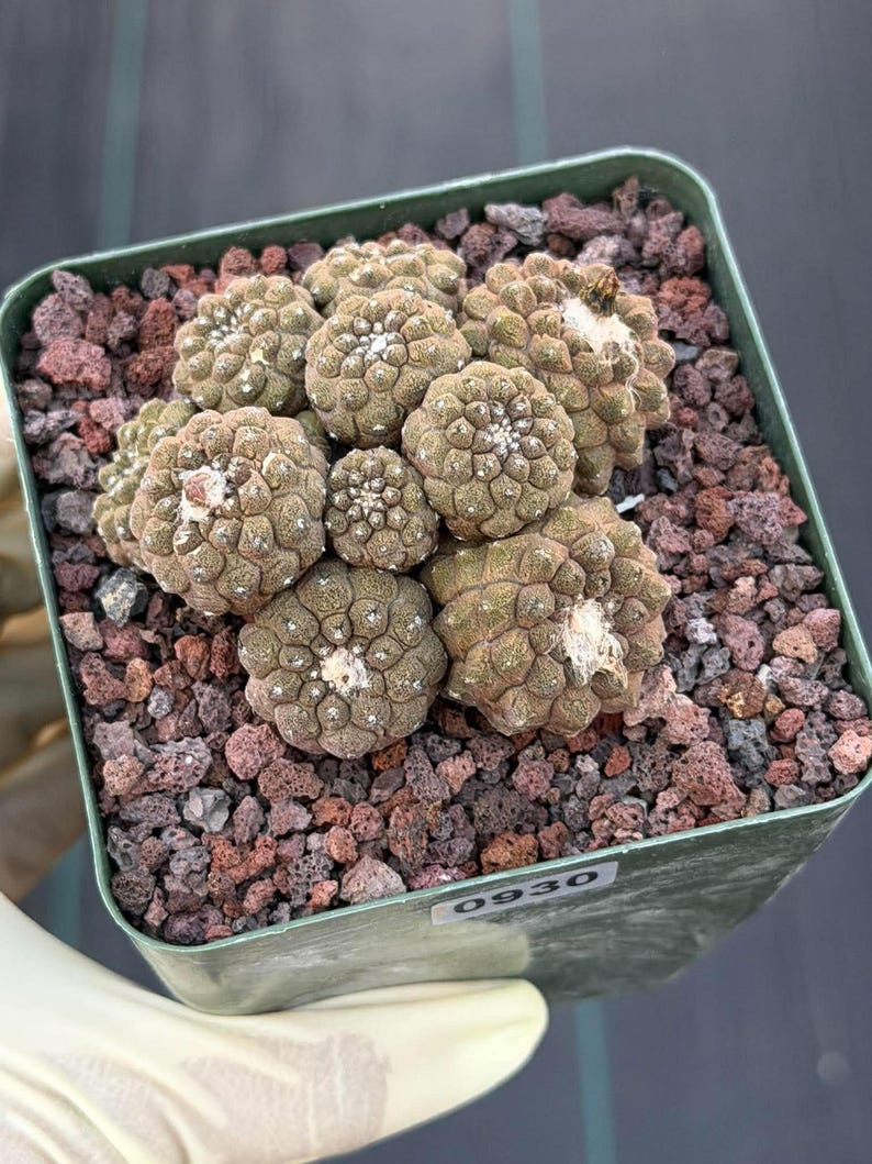 Copiapoa Hypogea Cluster | Live Multi Head Chocolate Button Cactus , Collector Succulent #930