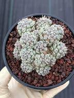 Mammillaria schumannii Cluster Cactus | Seed Grown #730