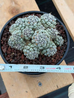 Mammillaria schumannii Cluster Cactus | Seed Grown #730